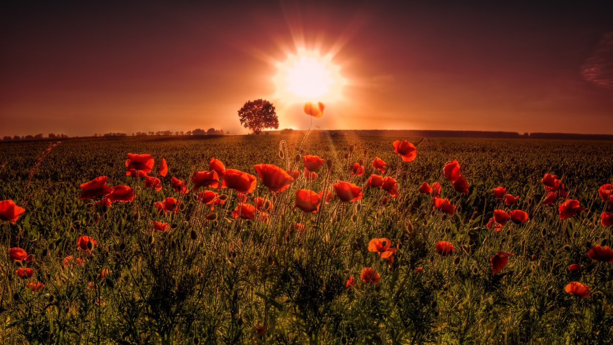 Поле цветов