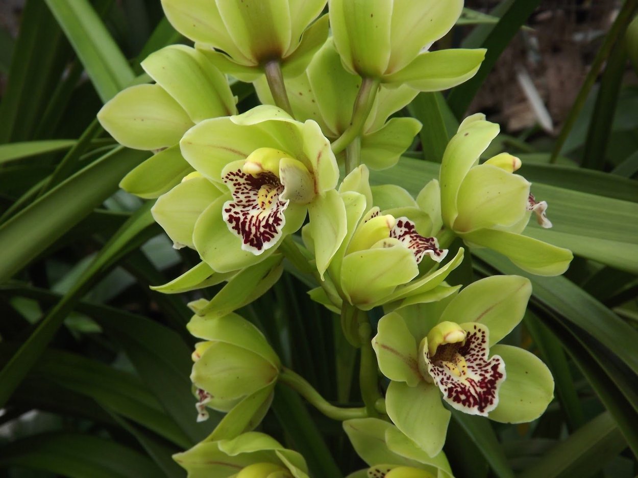 Cattleya Rex from Moyobamba