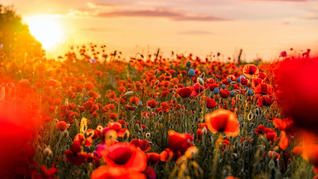 Маковое поле на закате