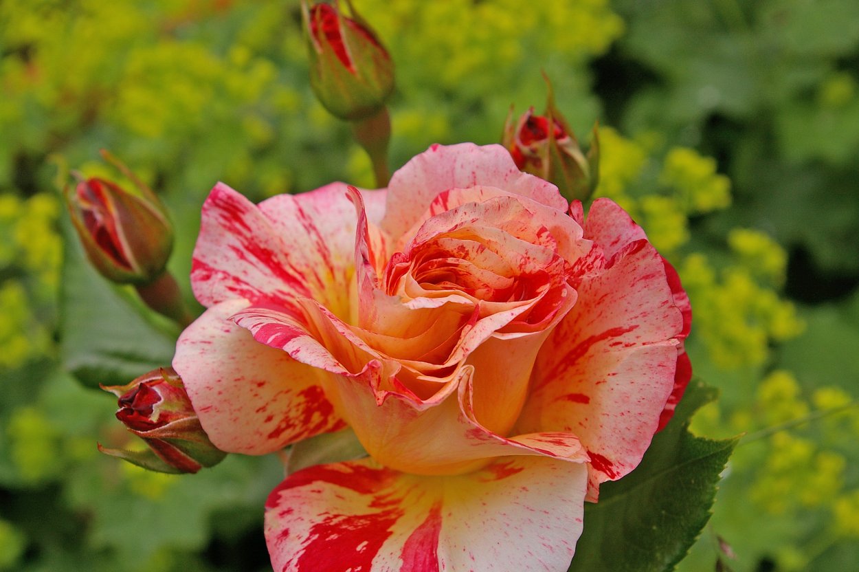 Роза Анабель