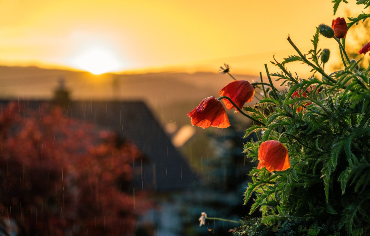 Цветы на закате