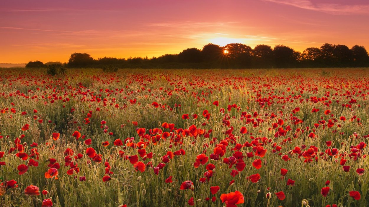 Поле цветов