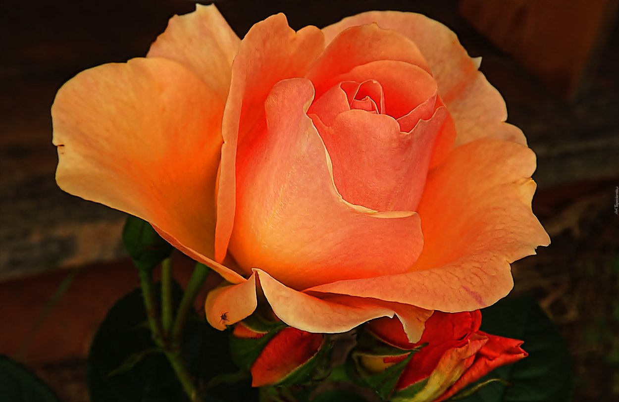 Мирабай Mirabai роза