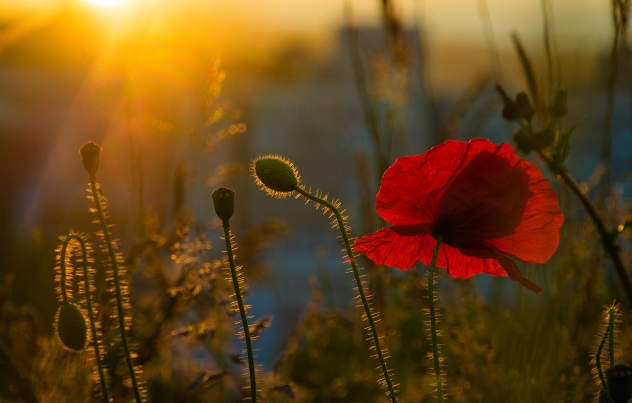 Маковое поле закат фон