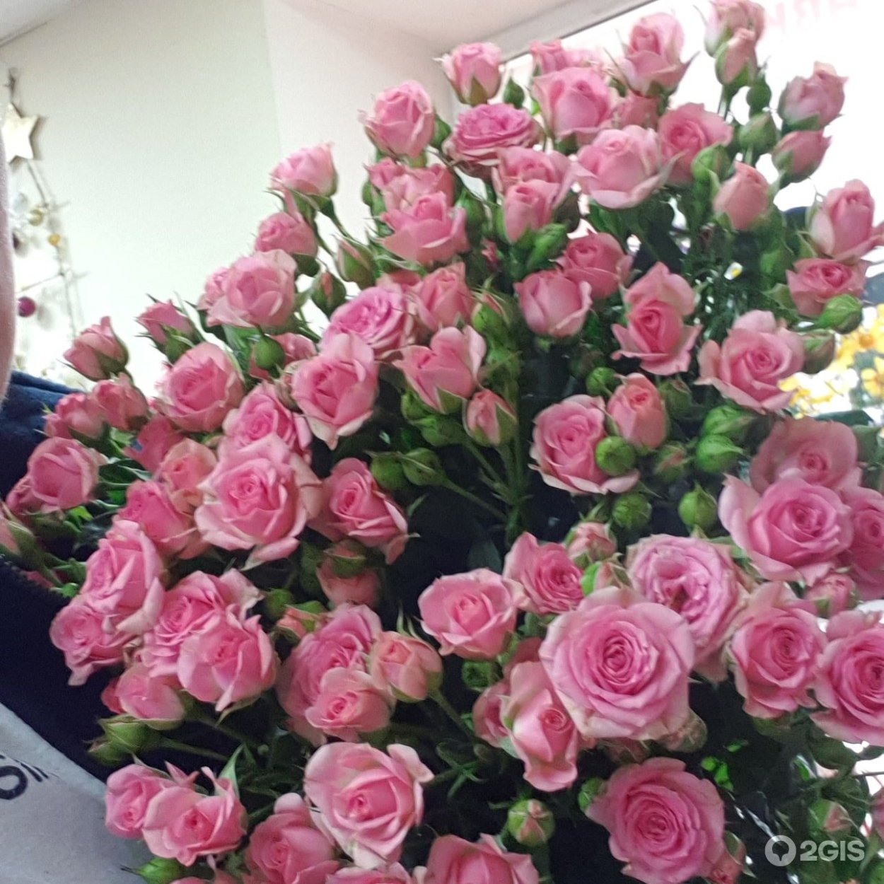 Роза Деметра фото