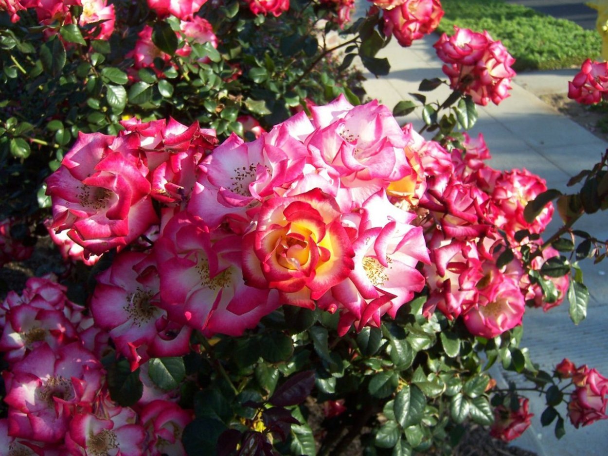 Роза чайно-гибридная Импульс