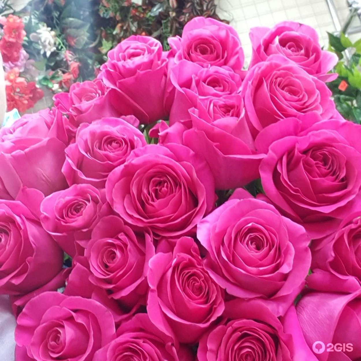 Роза почвопокровная Розариум