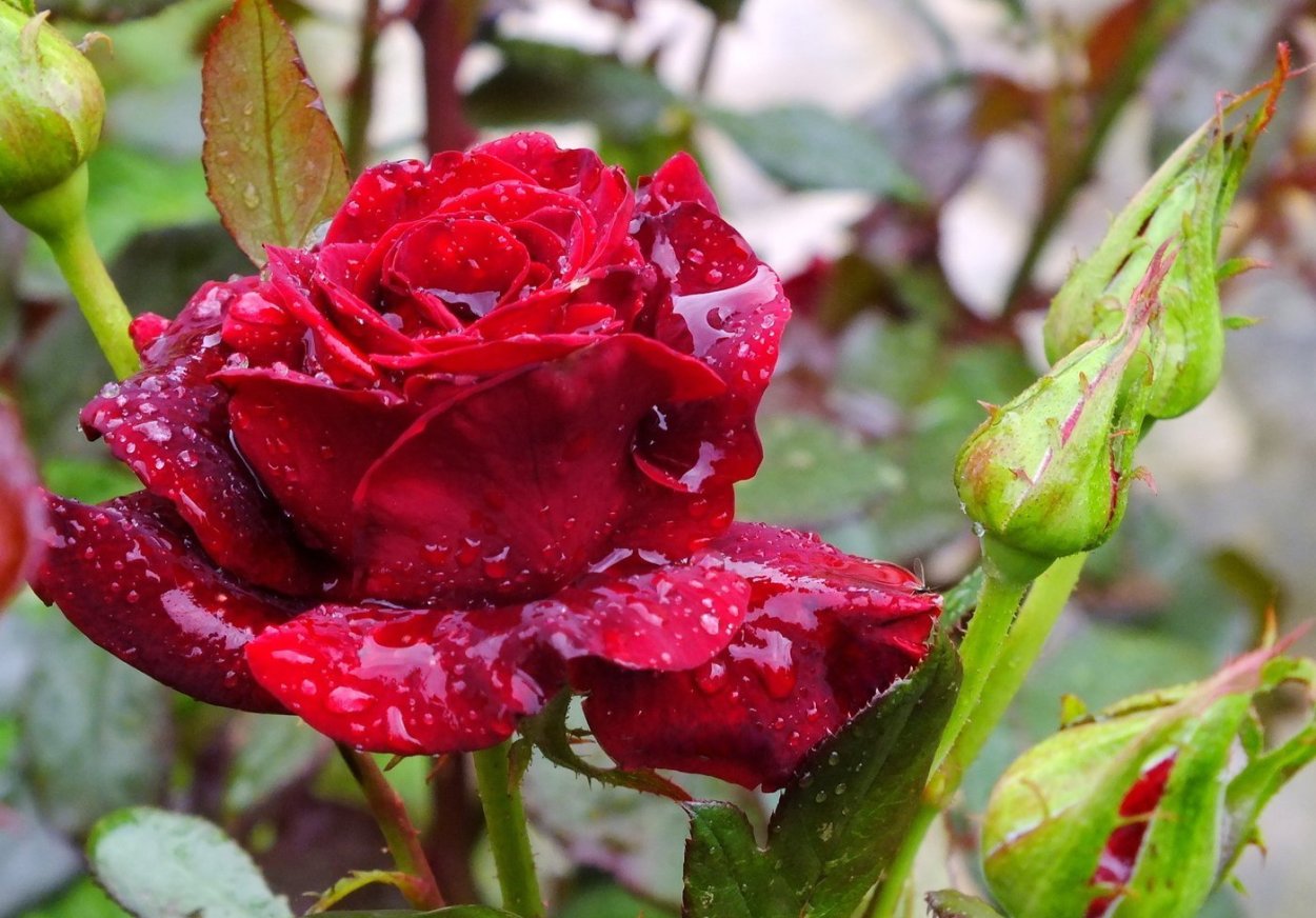 Роза Деметра фото