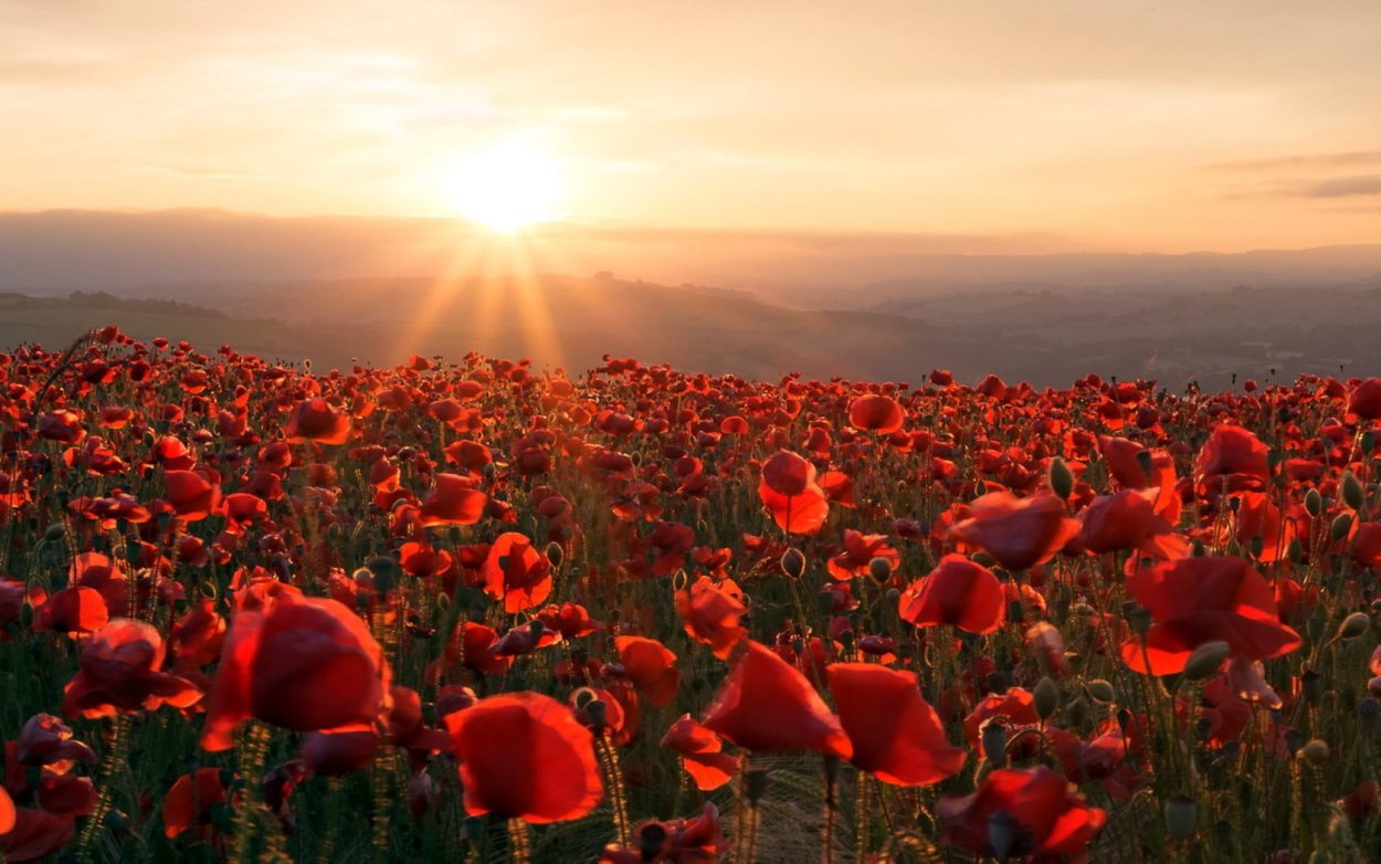 Маковое поле на закате