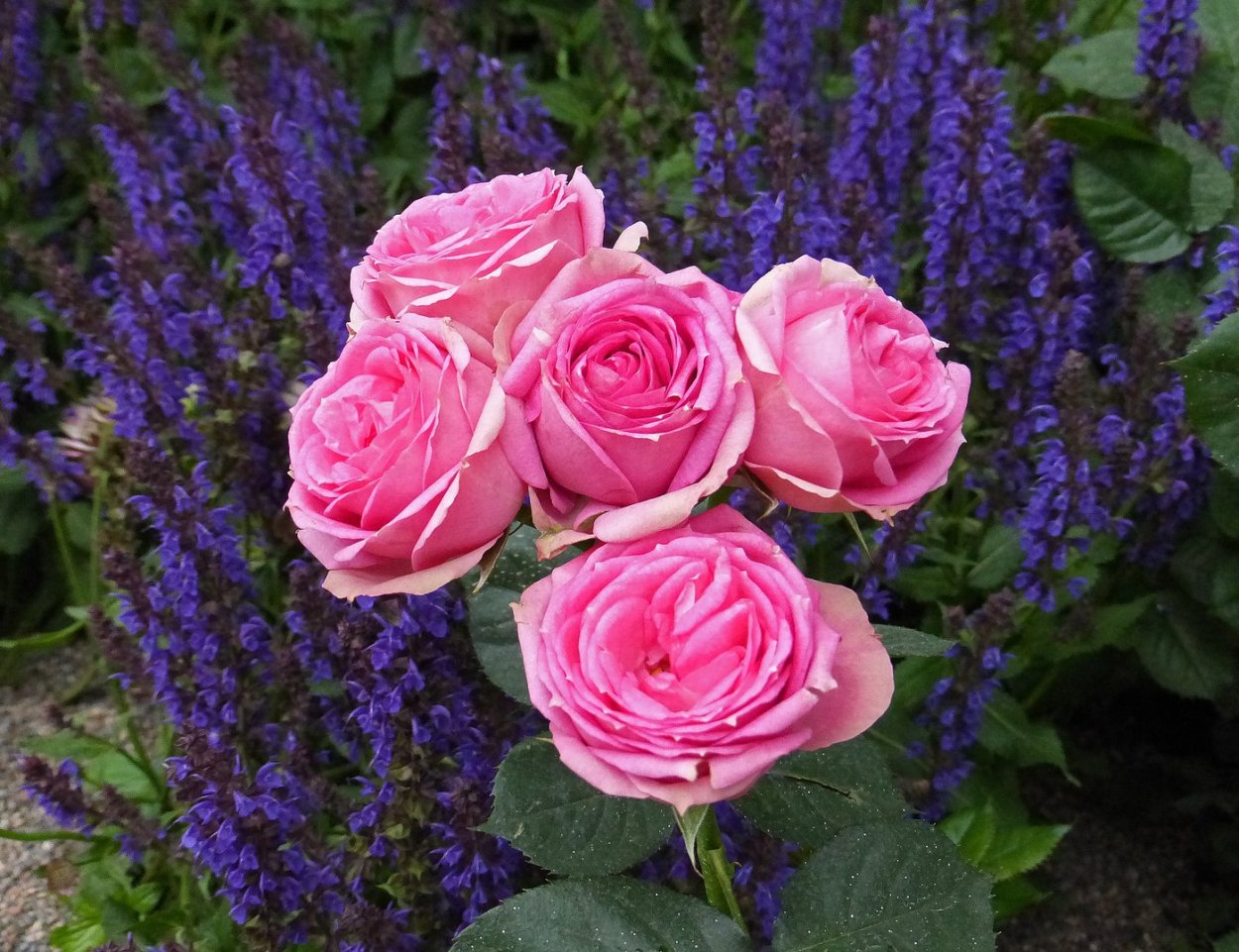 Августа Луиза чайно-гибридная