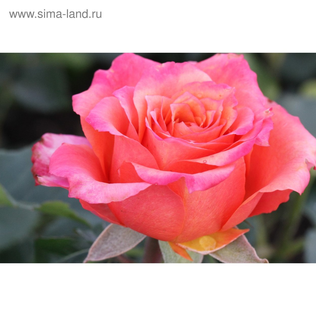 Чайно-гибридная роза Диметра