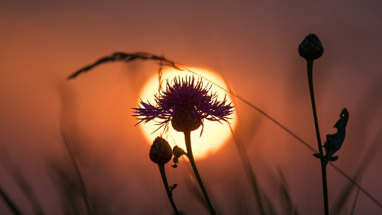 Полевые цветы на закате