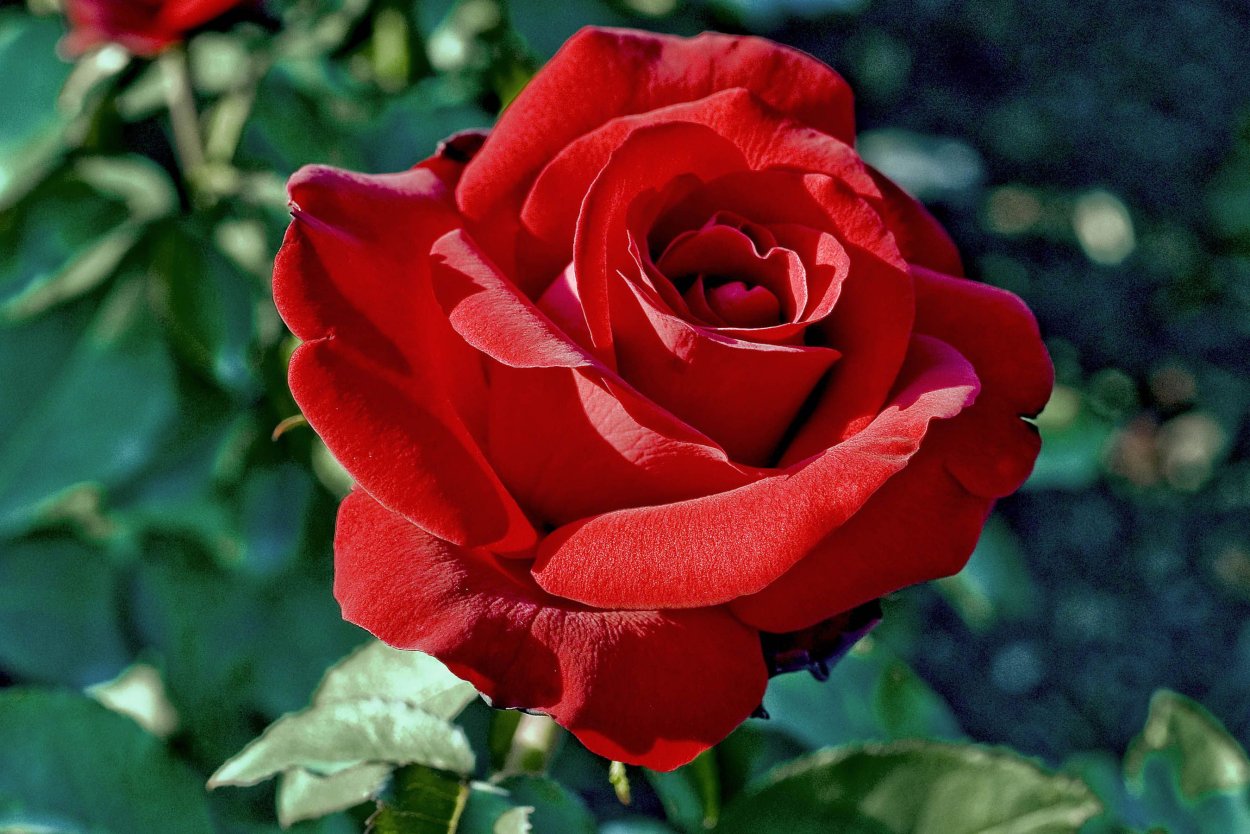 Чайно-гибридная роза роза