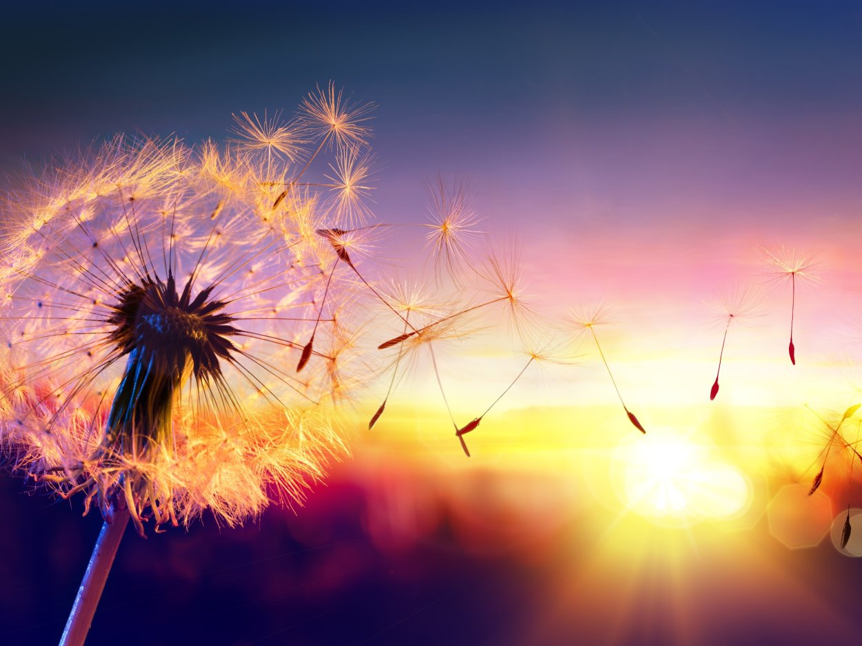 Полевые цветы на закате