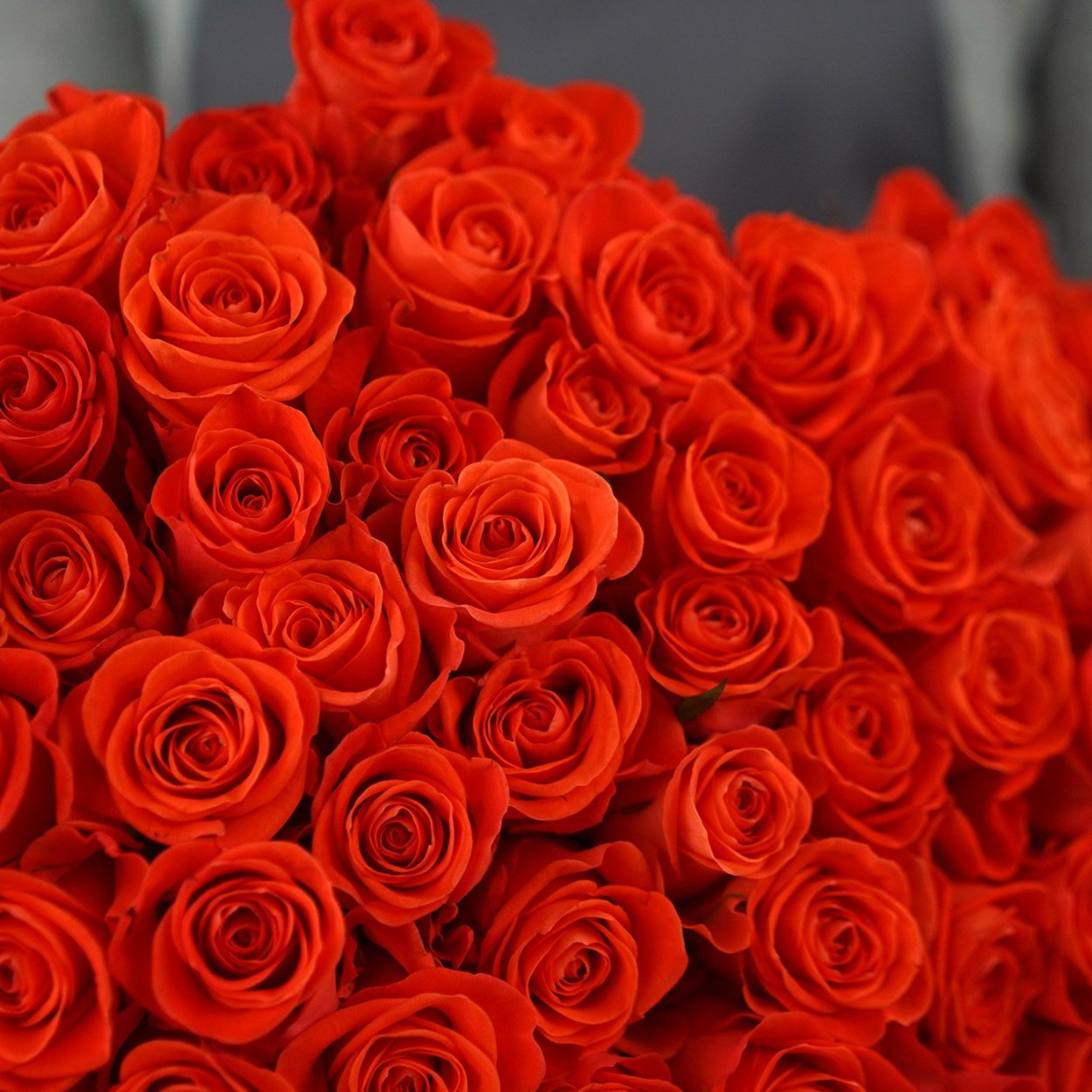 Роза чайно-гибридная Микеланджело