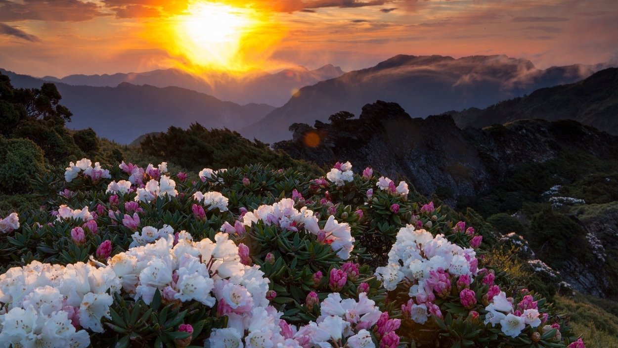 Цветы в горах