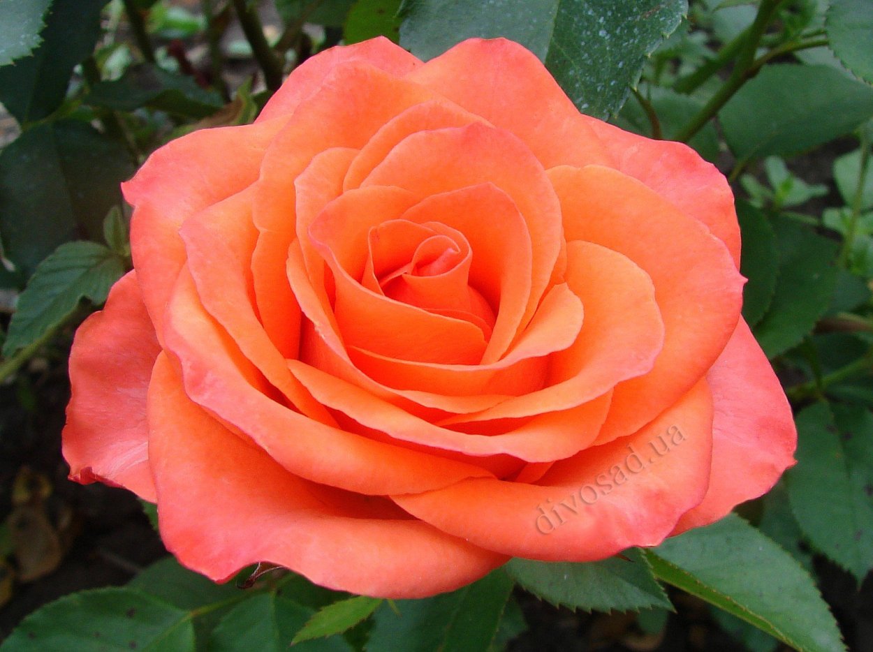 Роза помароса