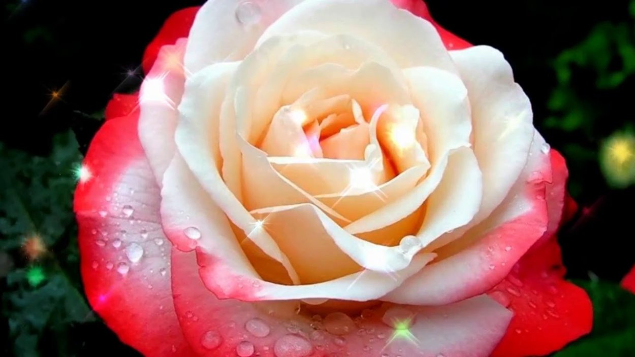 Роза Росебери