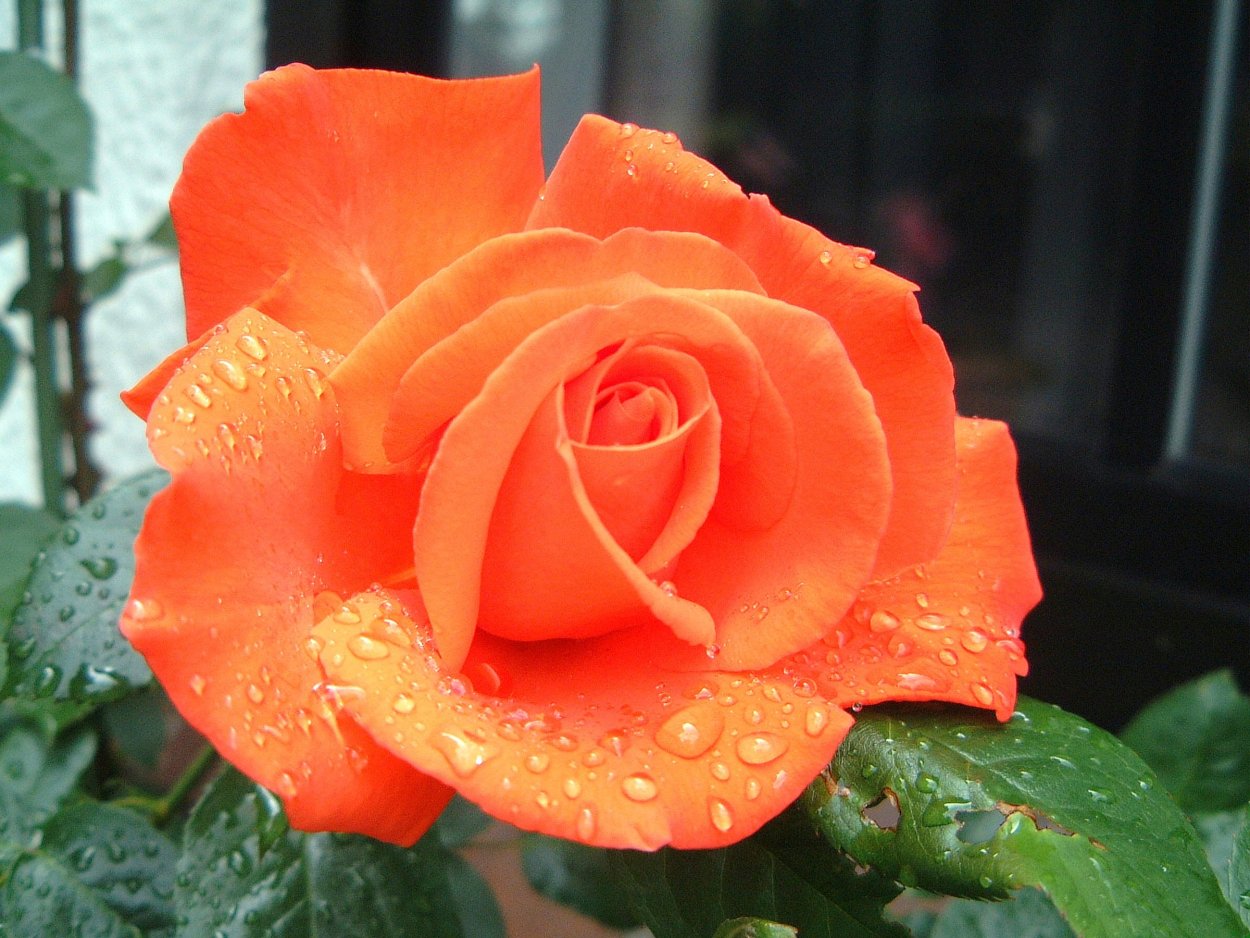 Роза лав Леттер