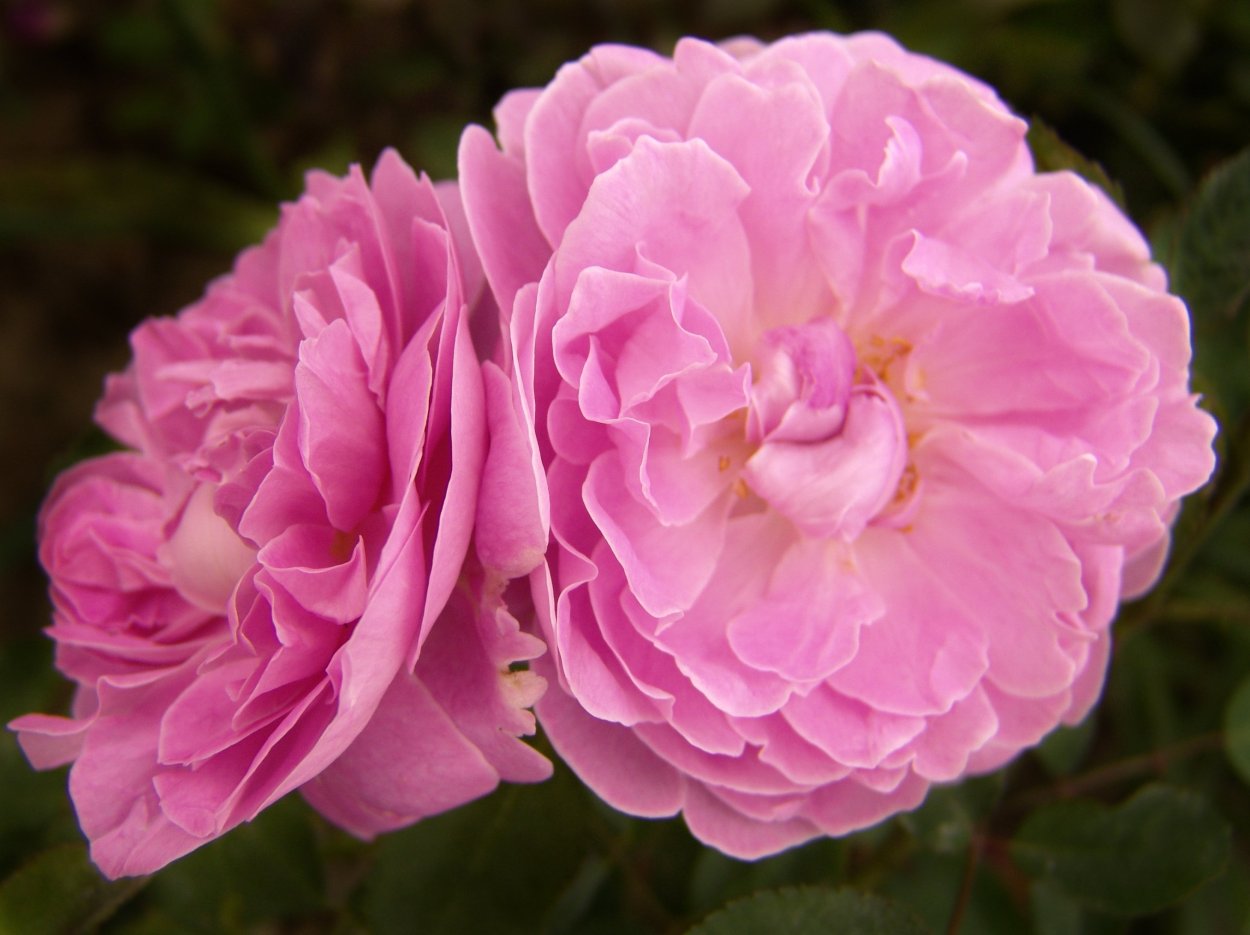 Роза в древней Греции