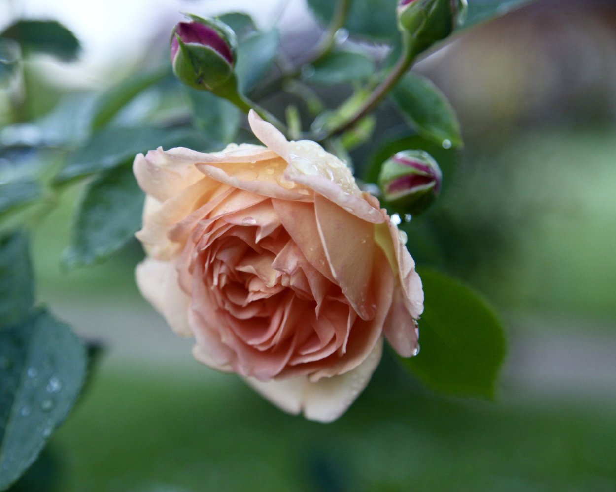 Белла Вита Bella Vita роза