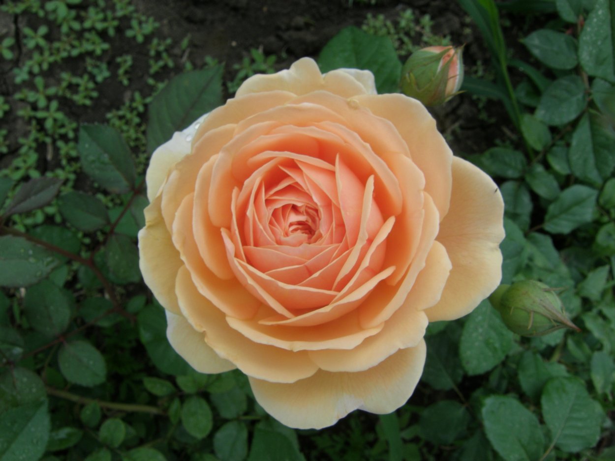 Деметра богиня