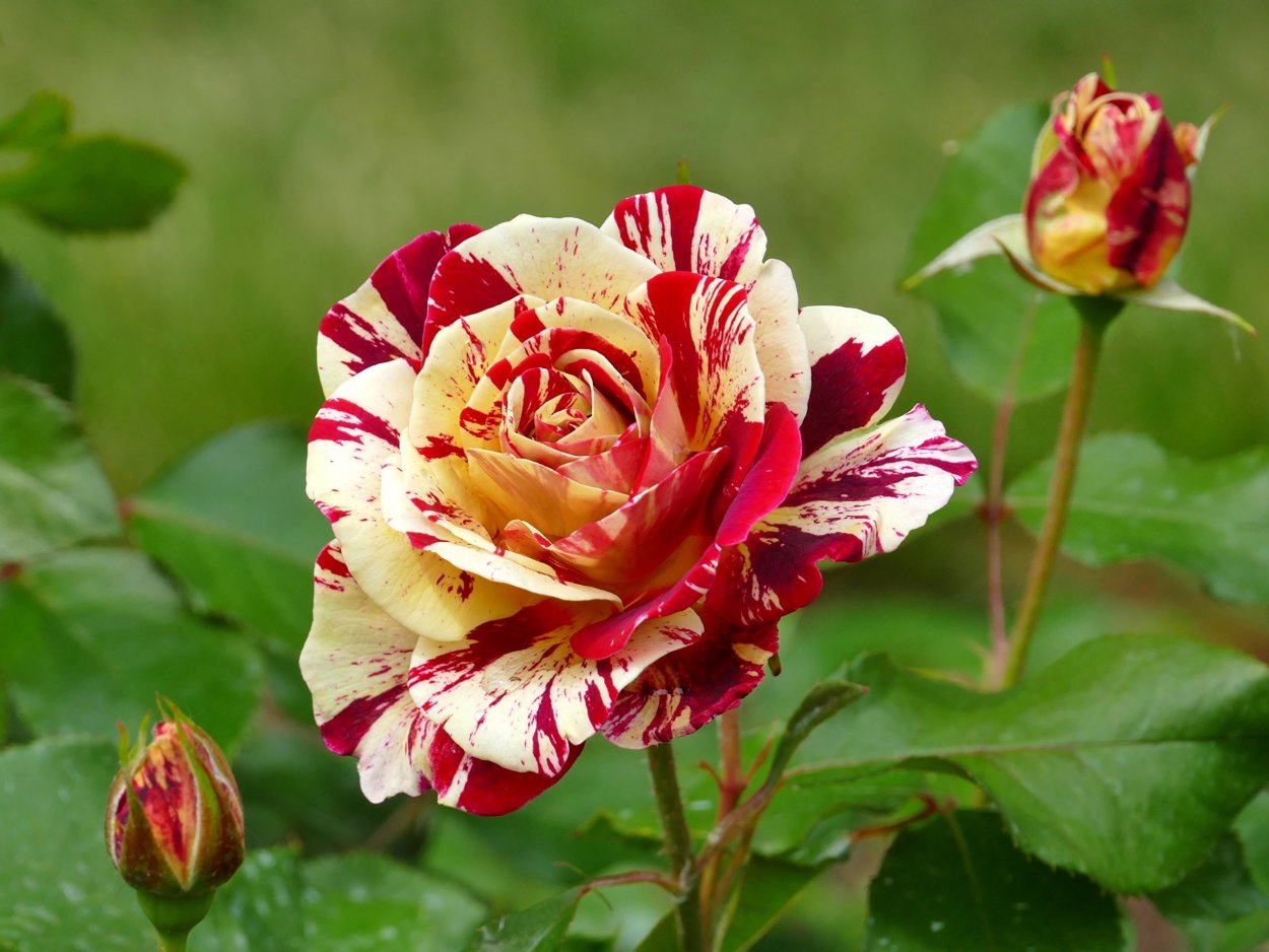 Редкие розы