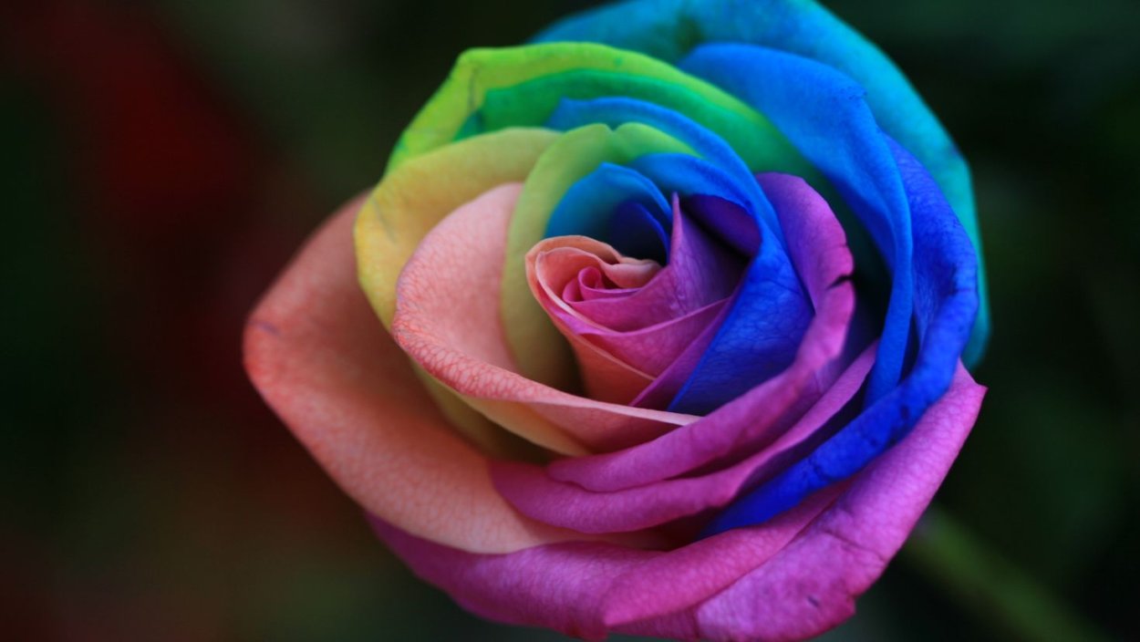 Роза гибридная 'Polka Dot'