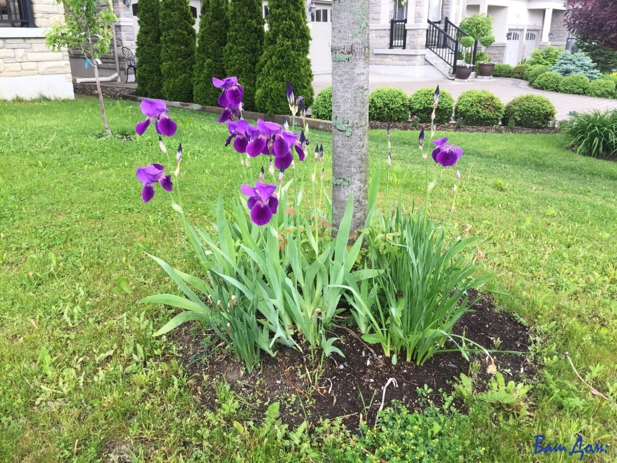 Пион, Хоста,лилейник, ирисы