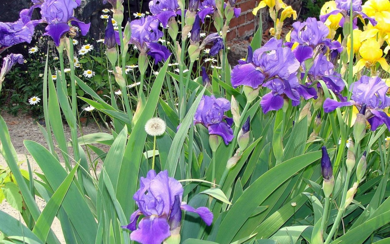 Ирис желтый в цветнике