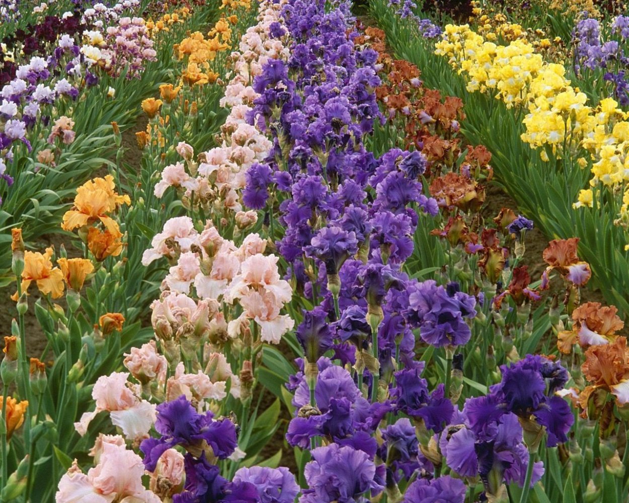 Ирис (растение) садовые растения