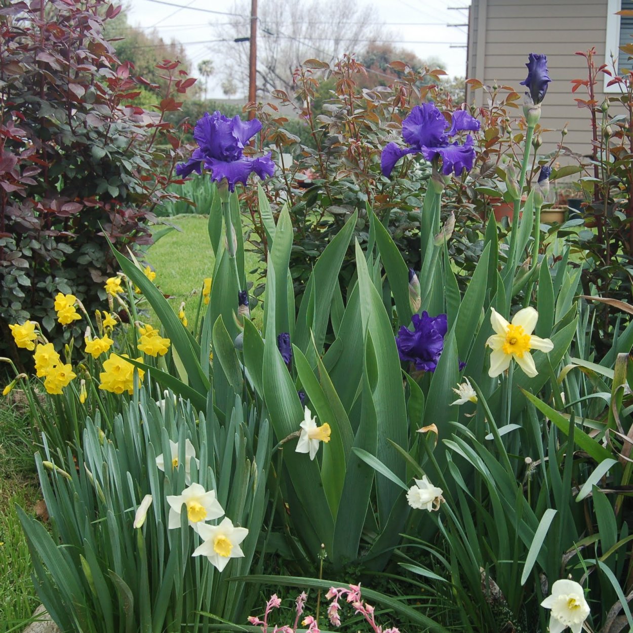 Ирис примула цветник