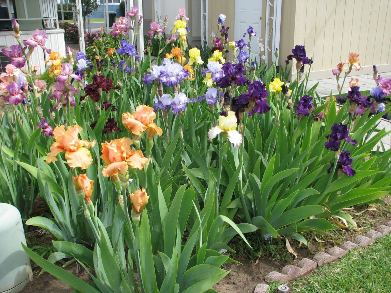 Ирисы и лилейники