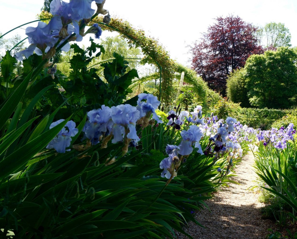 Моне сад ирисов в Живерни