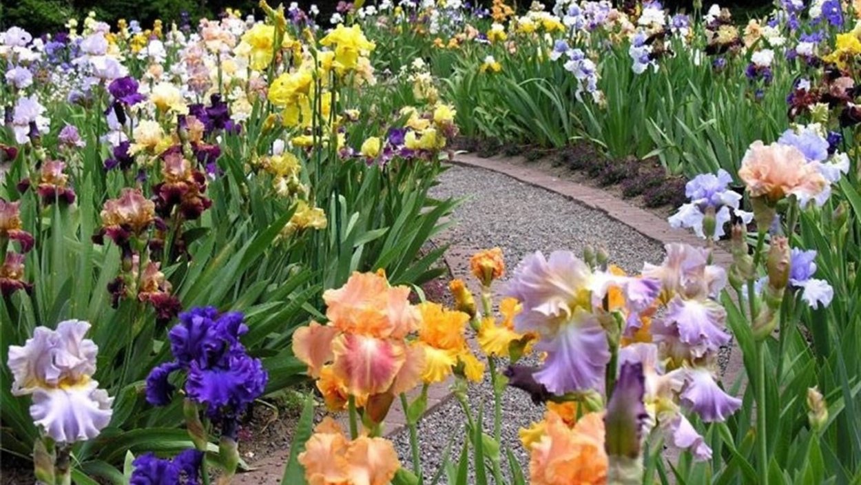 Ирис бородатый на клумбе