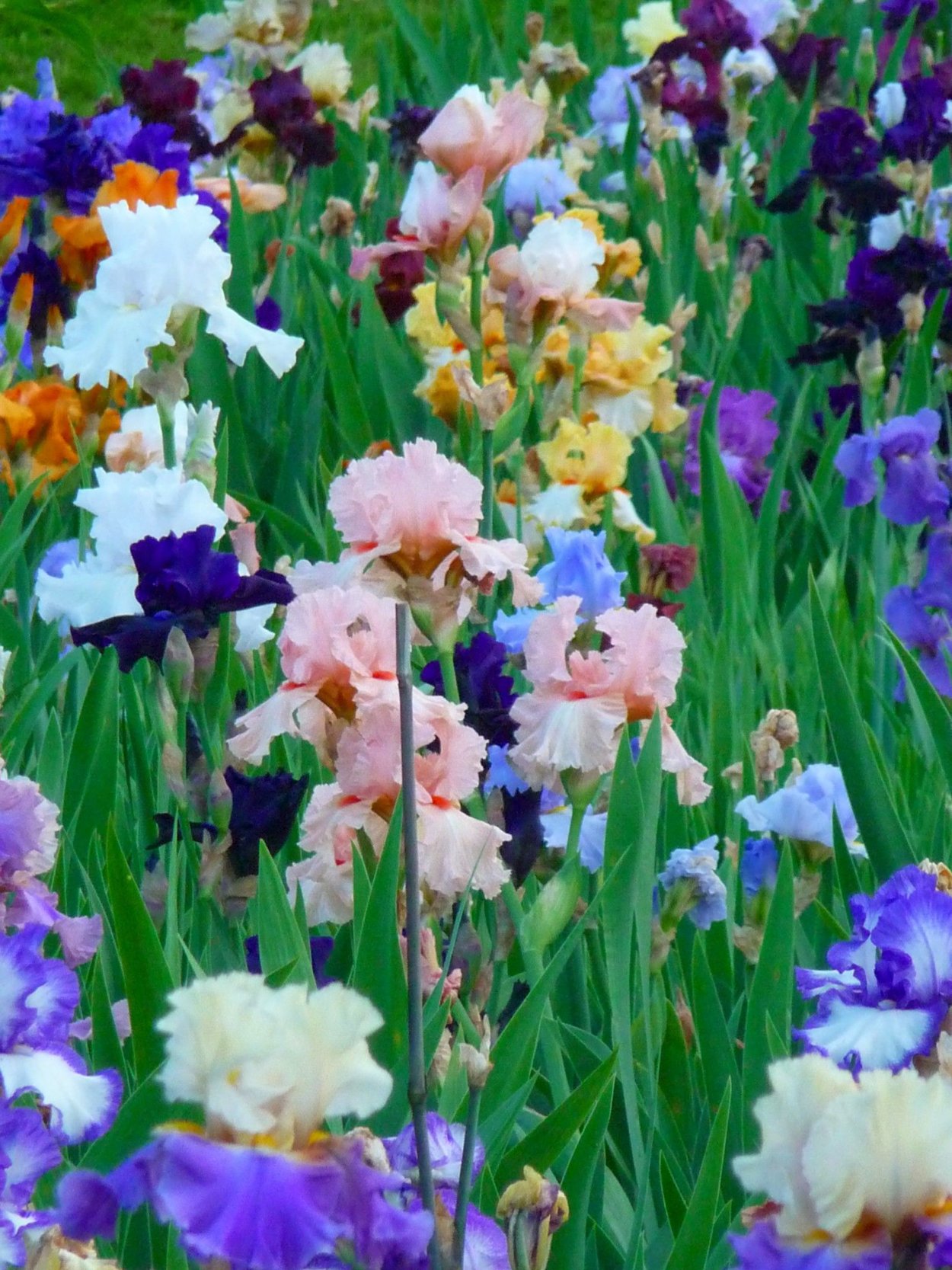 Ирис Presby Memorial