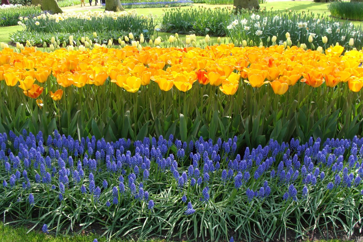 Клумба тюльпаны нарциссы ирисы Ромашка дельфиниум