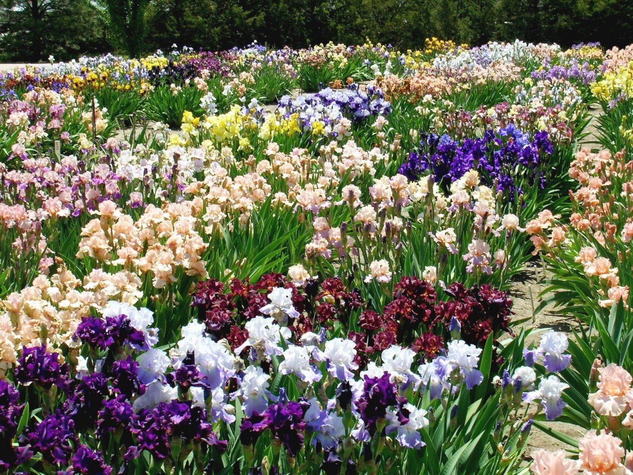 Низкорослые луковичные цветы