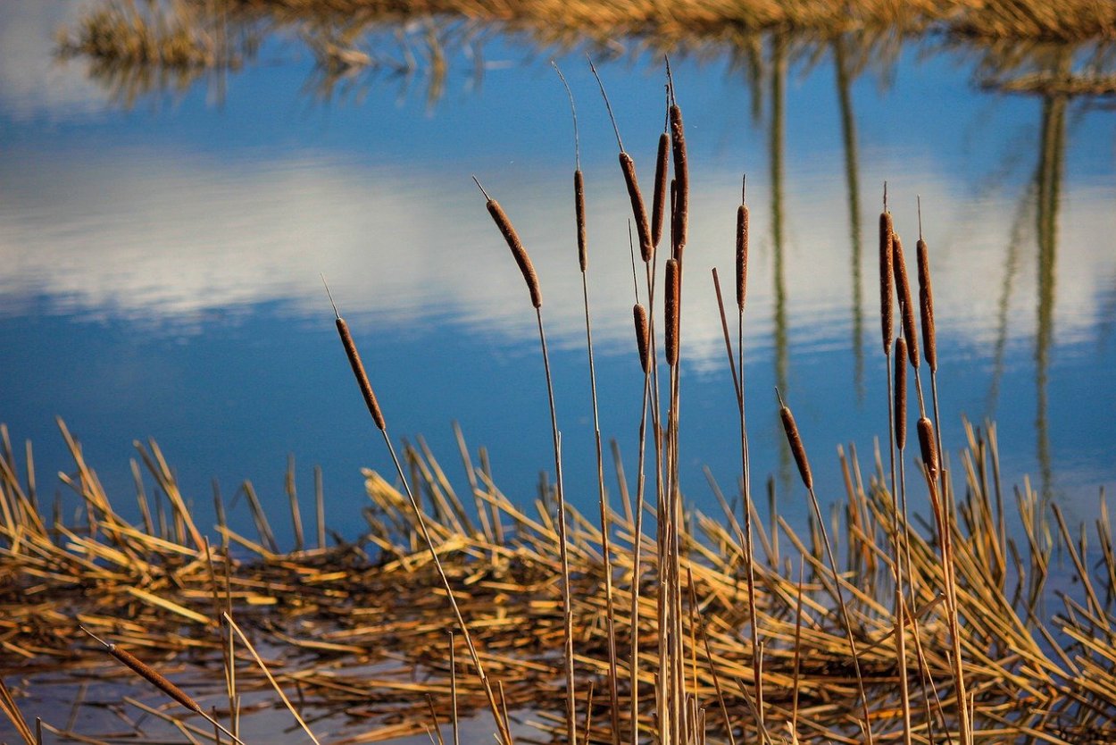 Камыш на болоте