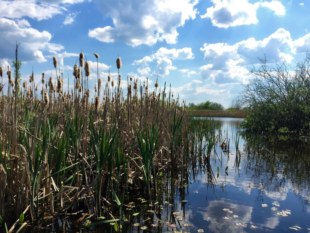 Рогоз заросли в реке