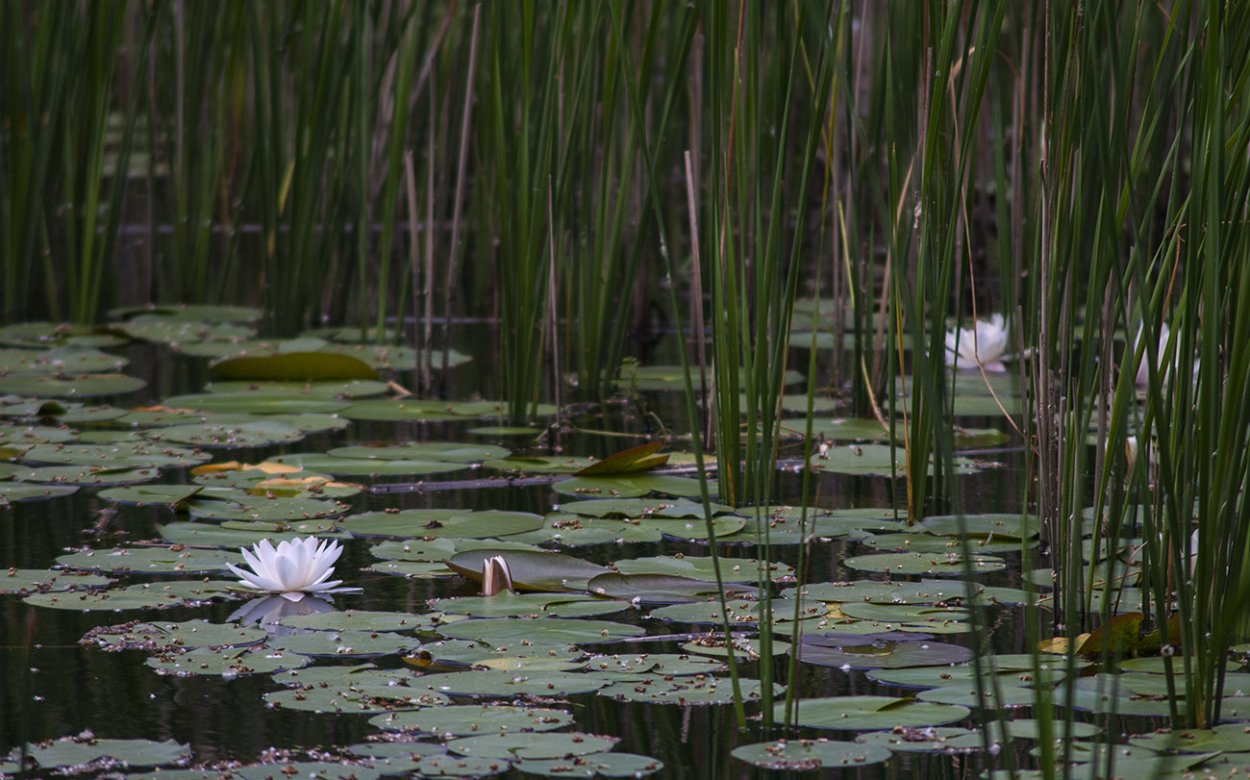 Камыш рогоз кувшинки