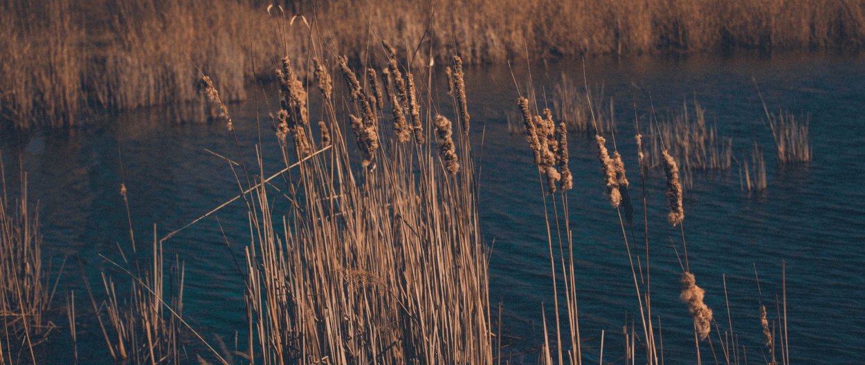 Камышовые обои вышли из моды?