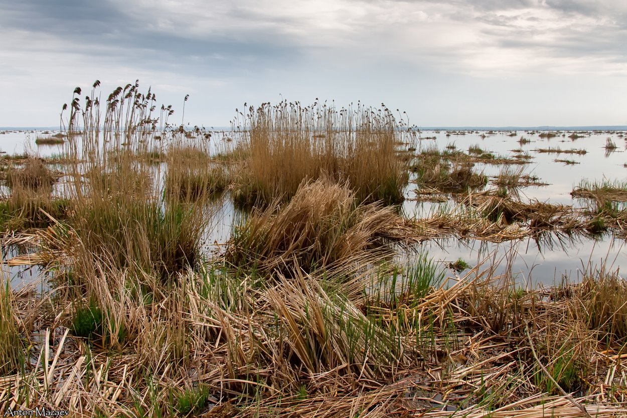 Болото с камышами