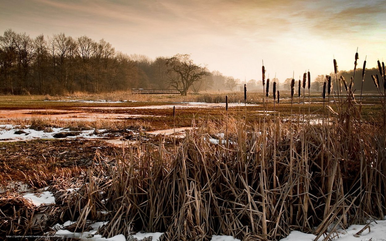 Камыши весной