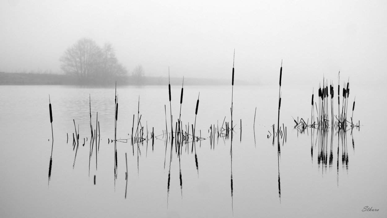 Камыш Графика