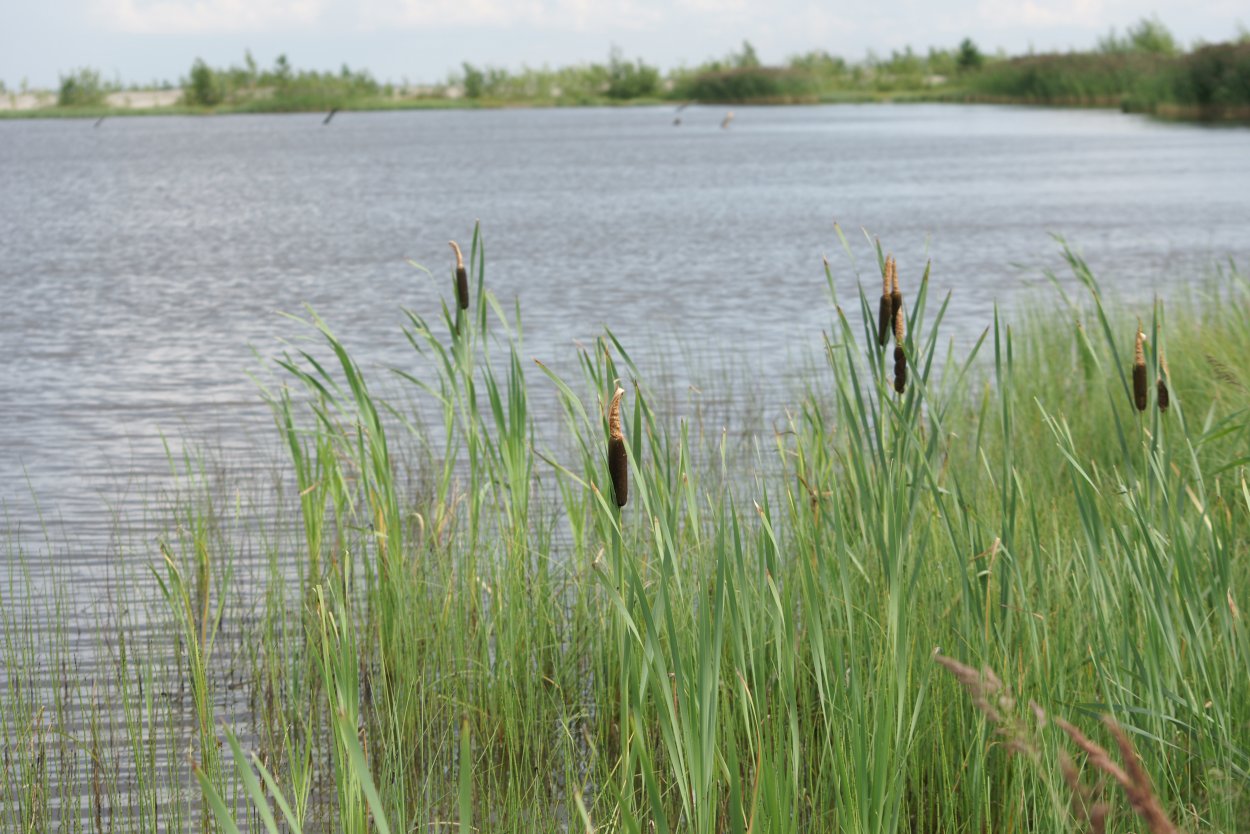 Тростник обыкновенный камыш Озерный
