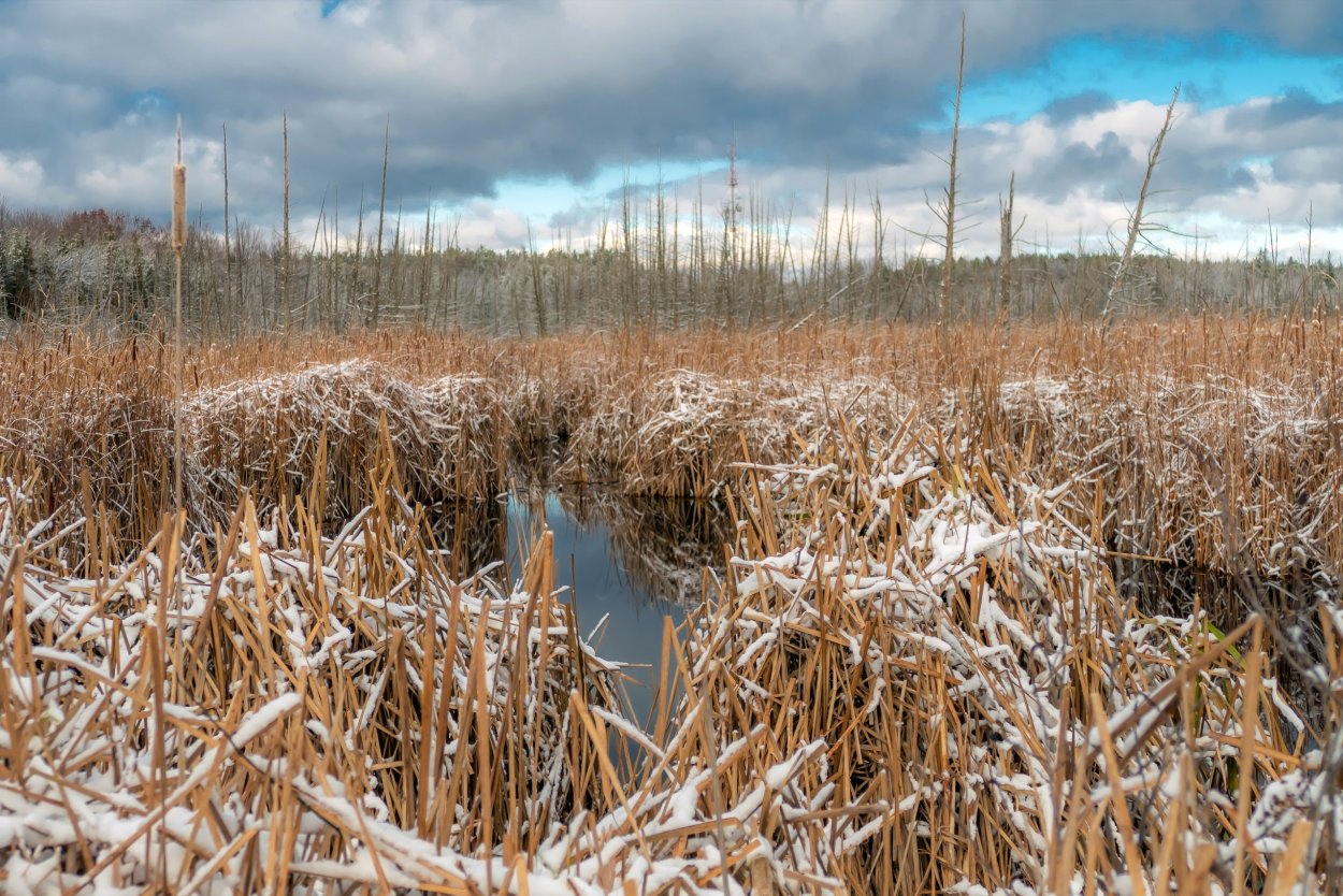 Тростниковое болото