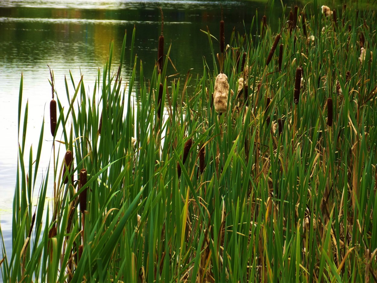 Камыш рогоз тростник