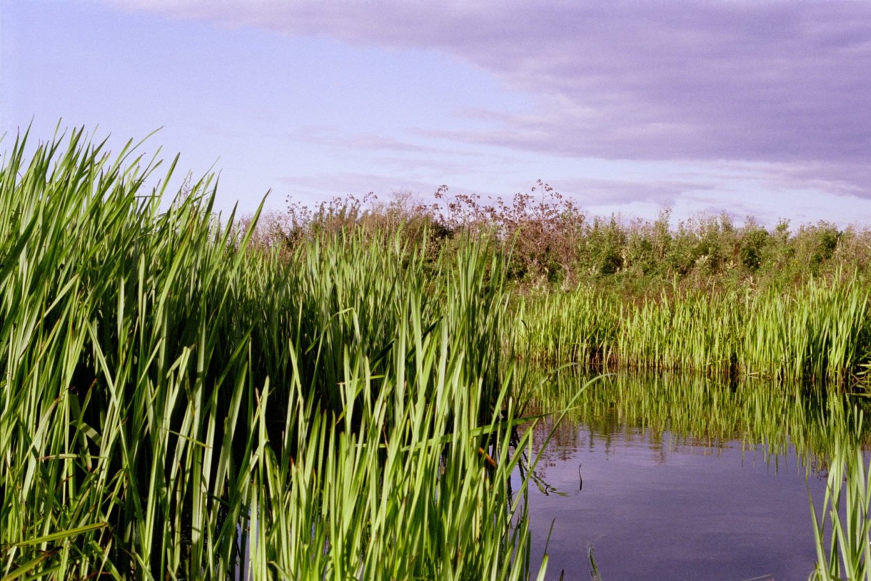 Камыш рогоз тростник