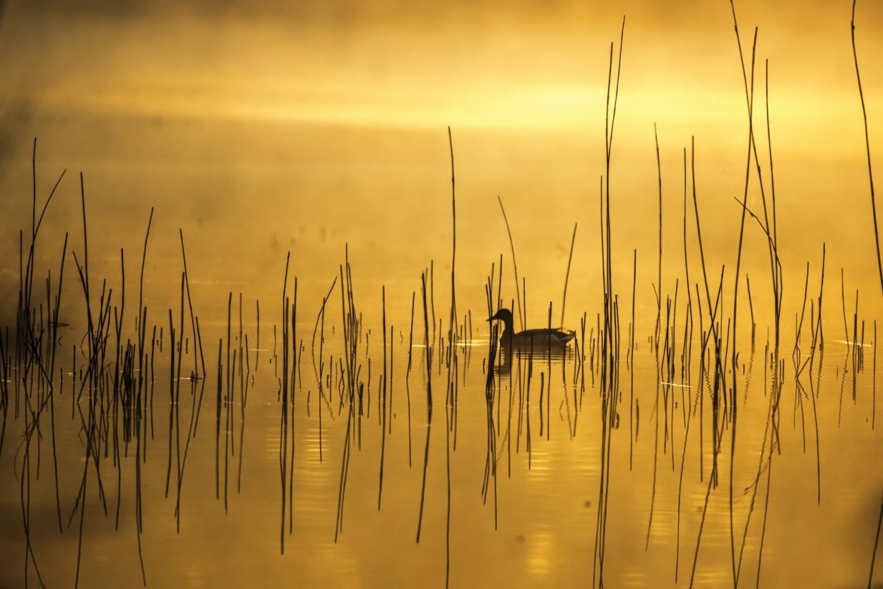Утки в камышах